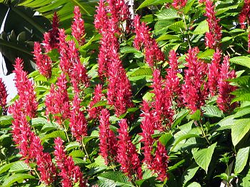 Brazilian Red Cloak - 100 seeds