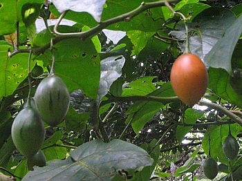 Tamarillo - 25 seeds