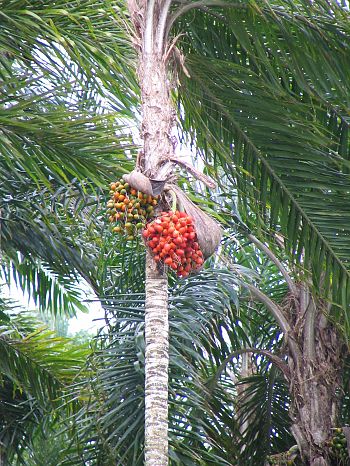 Peach Palm - 5 seeds