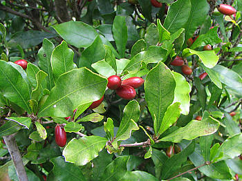 Miracle Fruit - 25 seeds