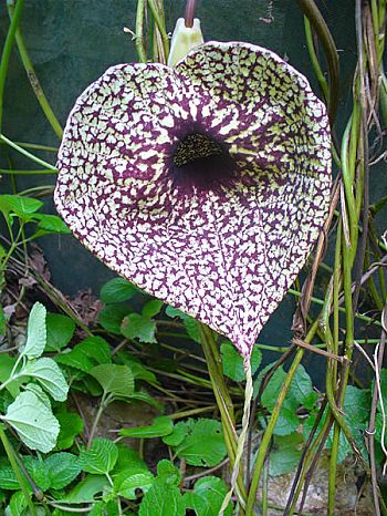 Pelican Flower - 20 seeds