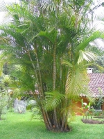 Areca Palm - 10 seeds