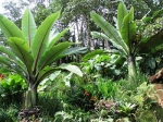 Absinian Banana - 12 seeds