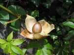 Hawaiian Wood Rose - 10 seeds