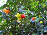 Surinam Cherry - 10 seeds