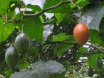 Tamarillo - 25 seeds