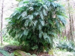 Costa Rican Bamboo Palm - 20 seeds