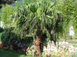 Chinese Fan Palm - 50 seeds