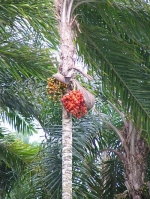 Peach Palm - 5 seeds