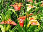 Tiger Flower - 50 Seeds
