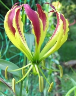 Gloriosa Lily - 10 Seeds