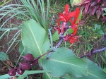 Canna indica (red)