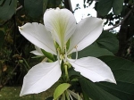 Orchid Tree - 20 Seeds